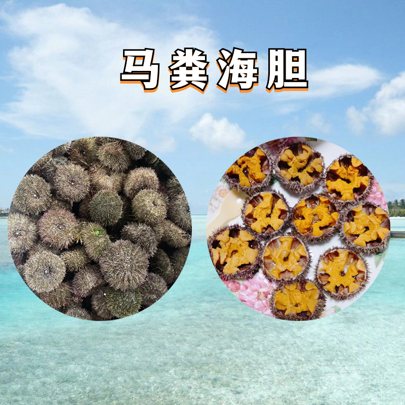 马粪胆大连本地野生潜水货顺丰可包海胆水饺
