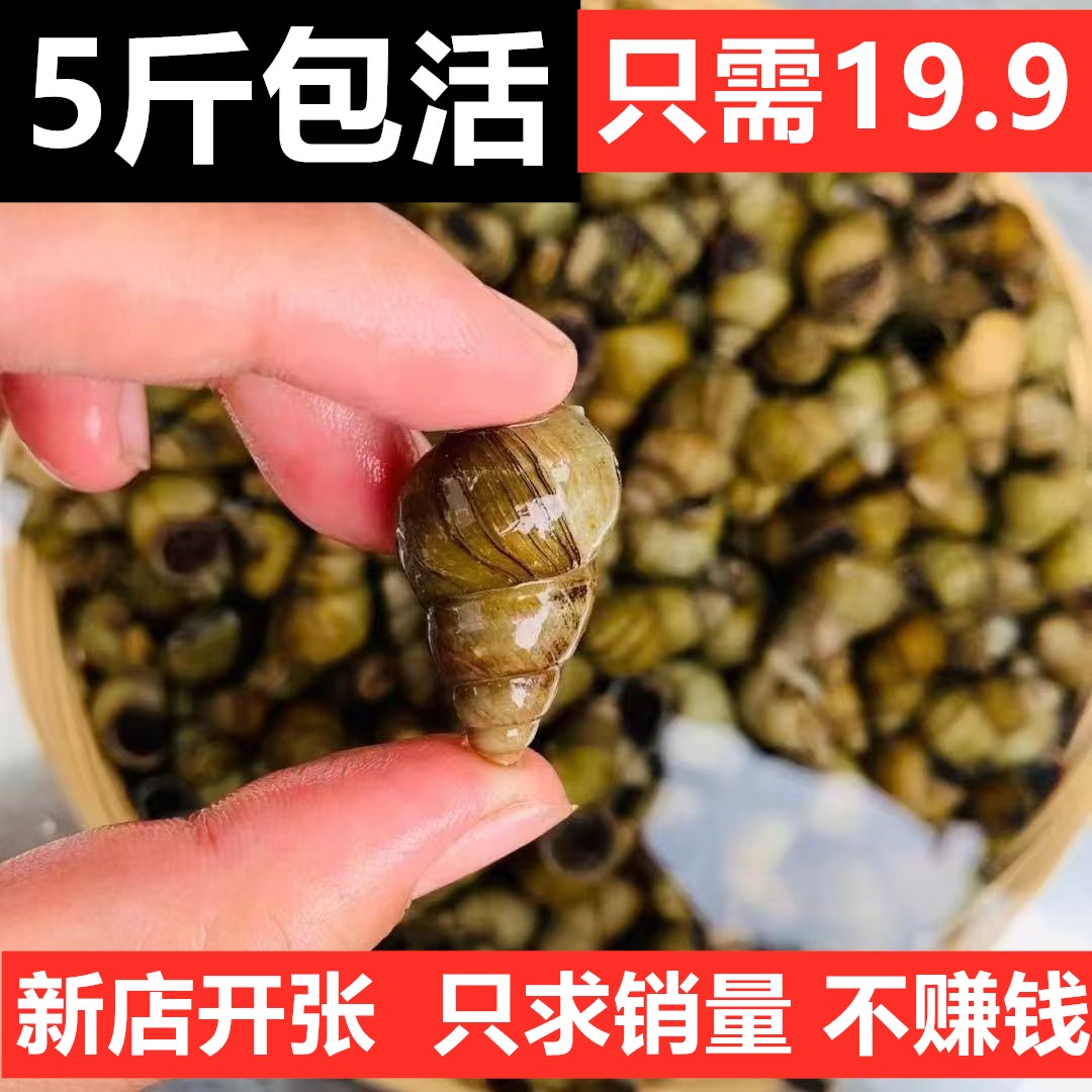新鲜活体田螺鲜活螺蛳螺丝清水田螺商用批发嗦螺鲜活体无沙包活