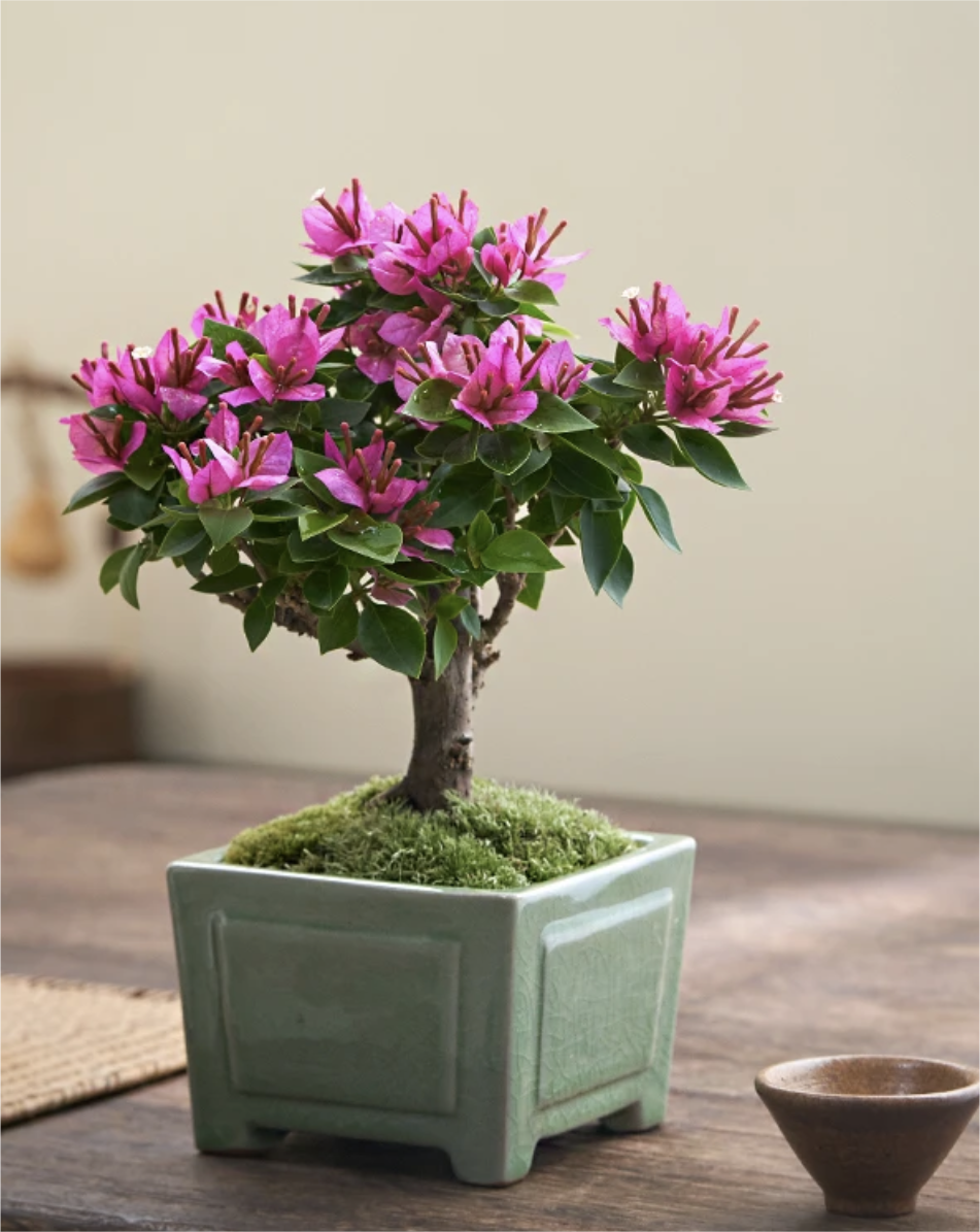 三角梅盆景花色漂亮易养护开花