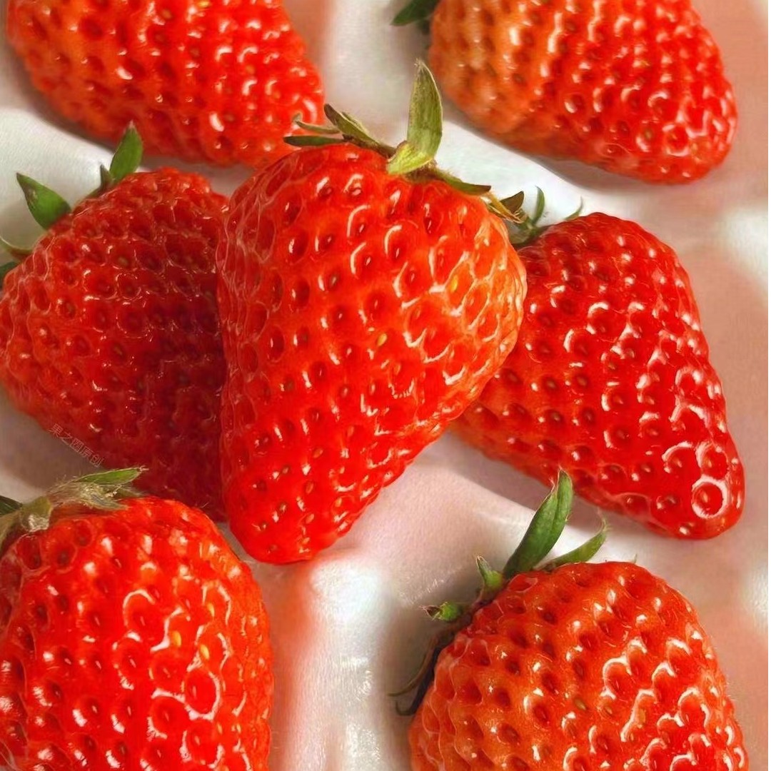 【南京水果小时达】正宗丹东红颜九九红颜草莓 即时配送