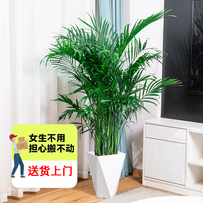 【安安】大型1.4-1.5米富贵椰子室内盆栽办公室美观植物热带风情