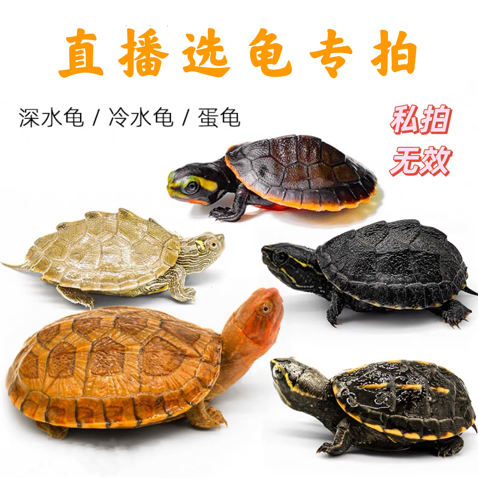 深水龟宠物龟直播选龟专拍