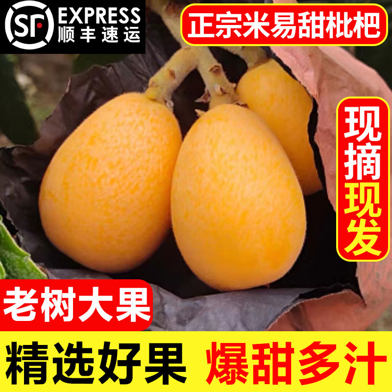 枇杷米易攀枝花当季新鲜水果大果早钟甜琵琶果5基金1斤顺丰包邮