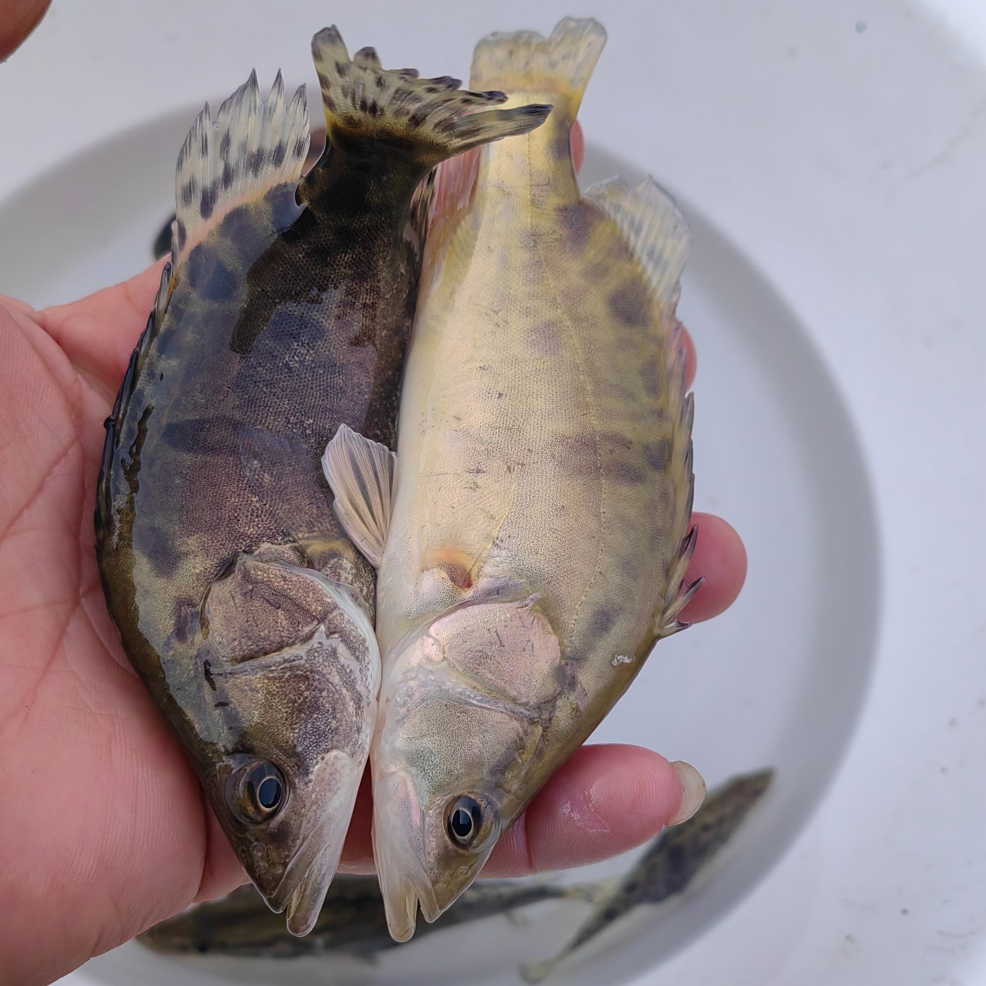 鳜鱼猛鱼场家直销包邮包活