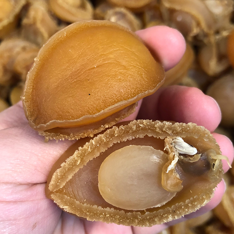 特大30头40头60鲍鱼干货 250g/500g正宗大连送礼佳品礼盒装中秋节