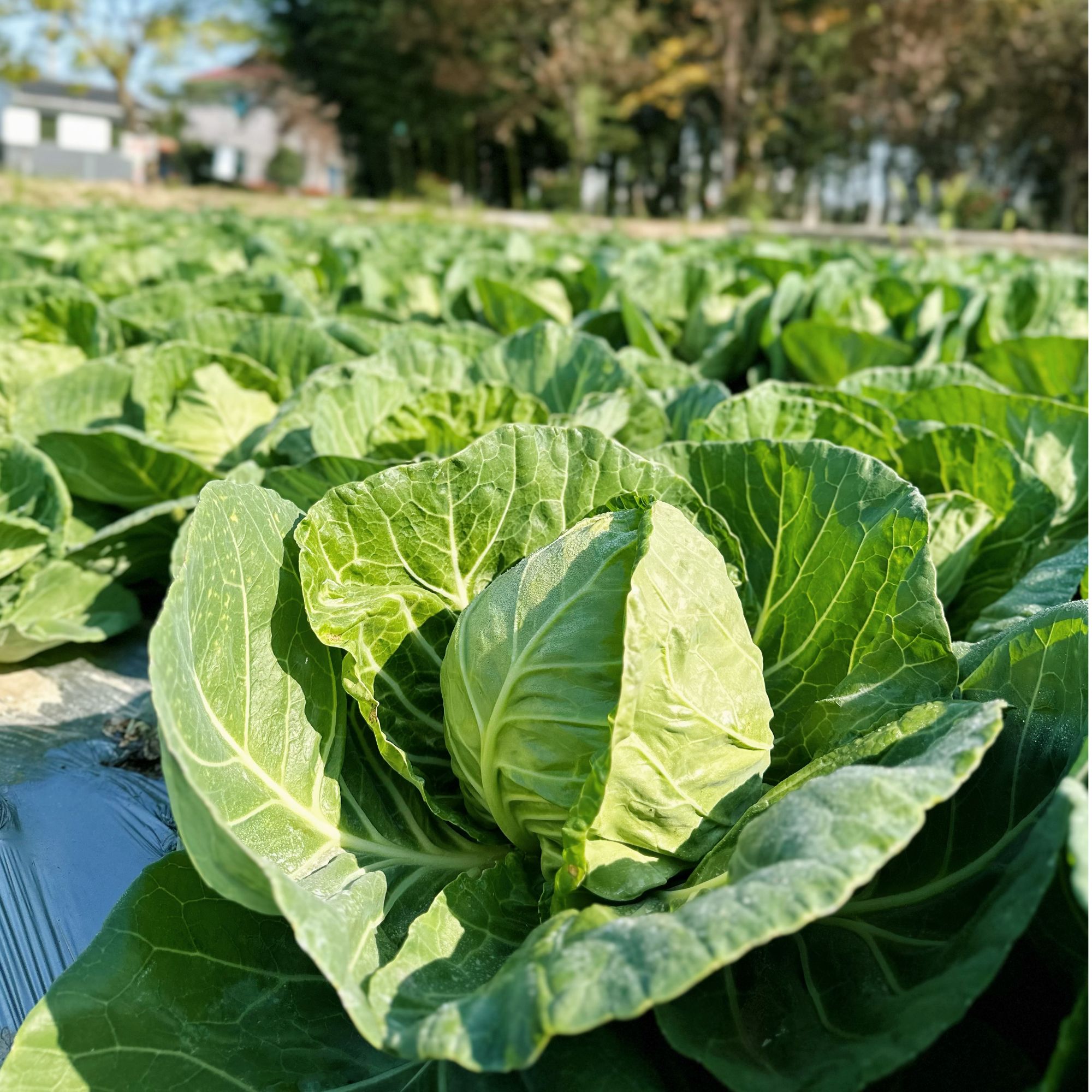 [普禾农场]生态自然放心蔬菜卷心菜