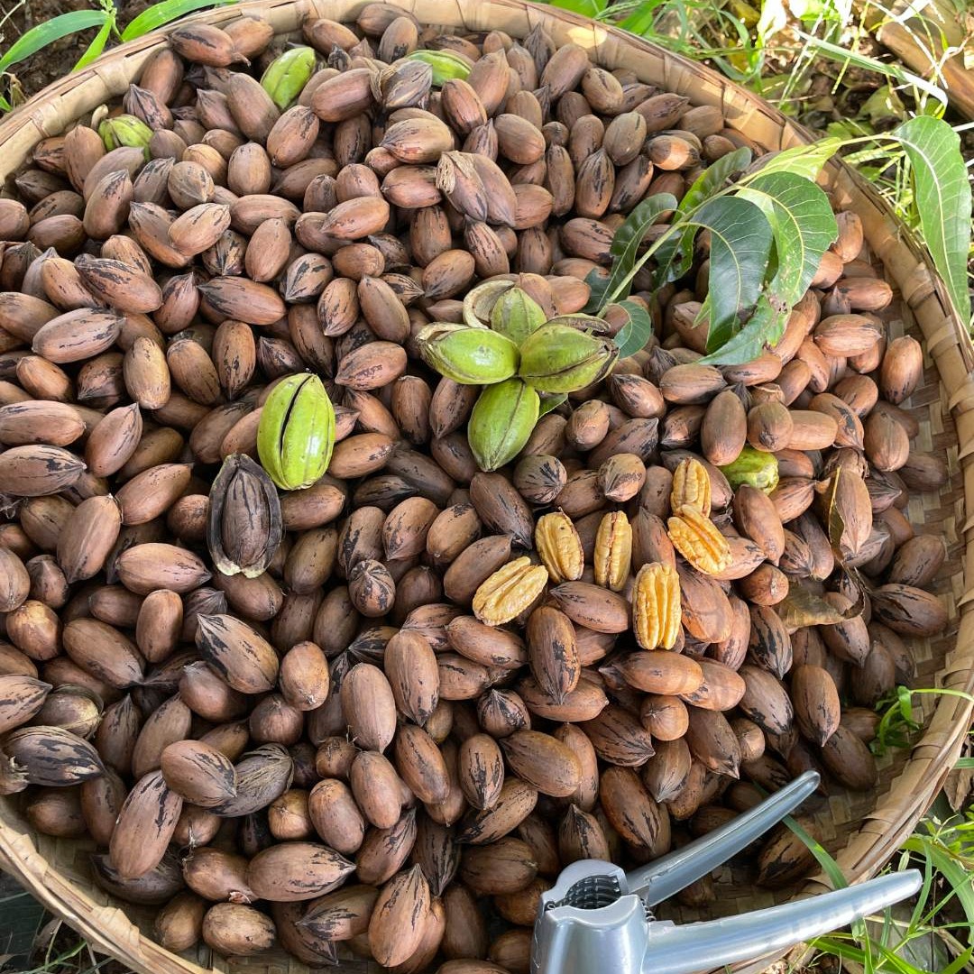 【现货】2025年新货云南新鲜（美国山核桃）碧根果自然成熟坚果