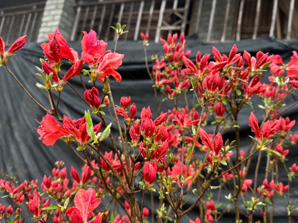 映山红大别山品种