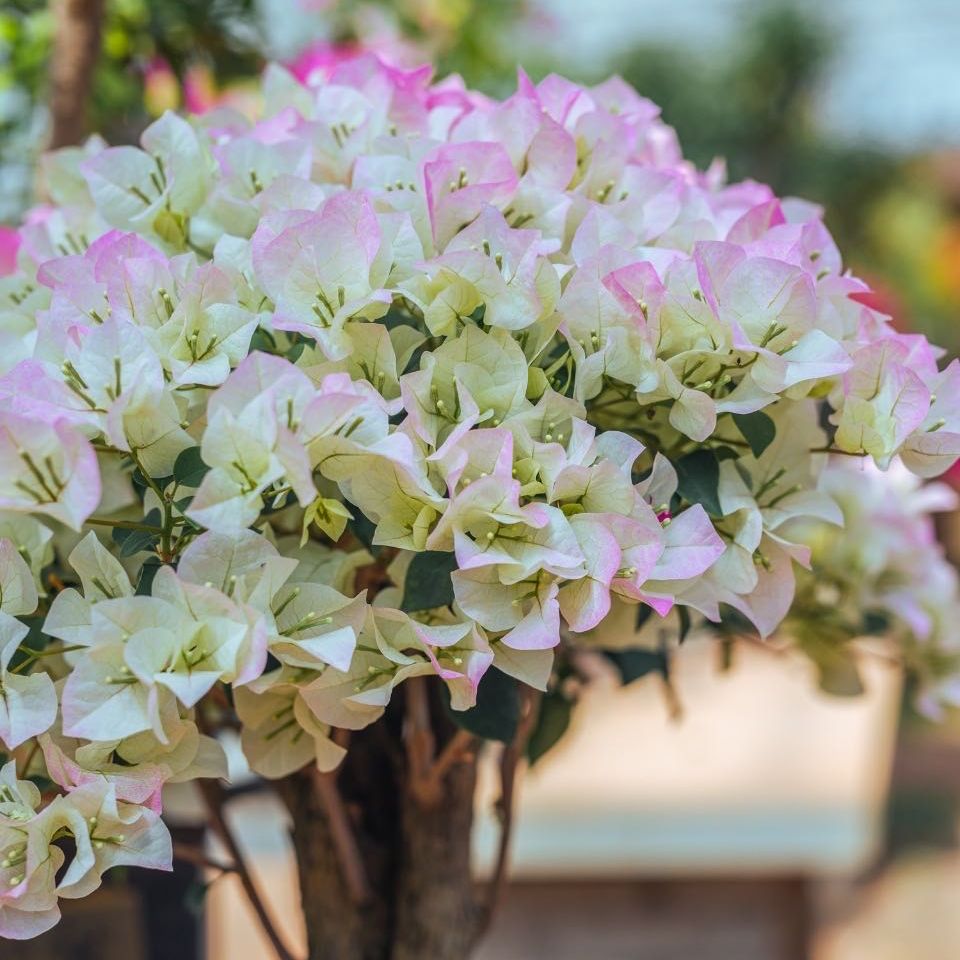 1三角梅基地直销（运输途中会掉花掉叶、严重的掉成光杆介意勿拍）