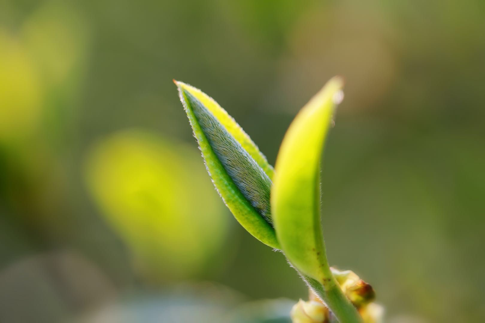 冰岛老寨26号 刚哥飞机福利茶饼2025年广场地块高货茶饼