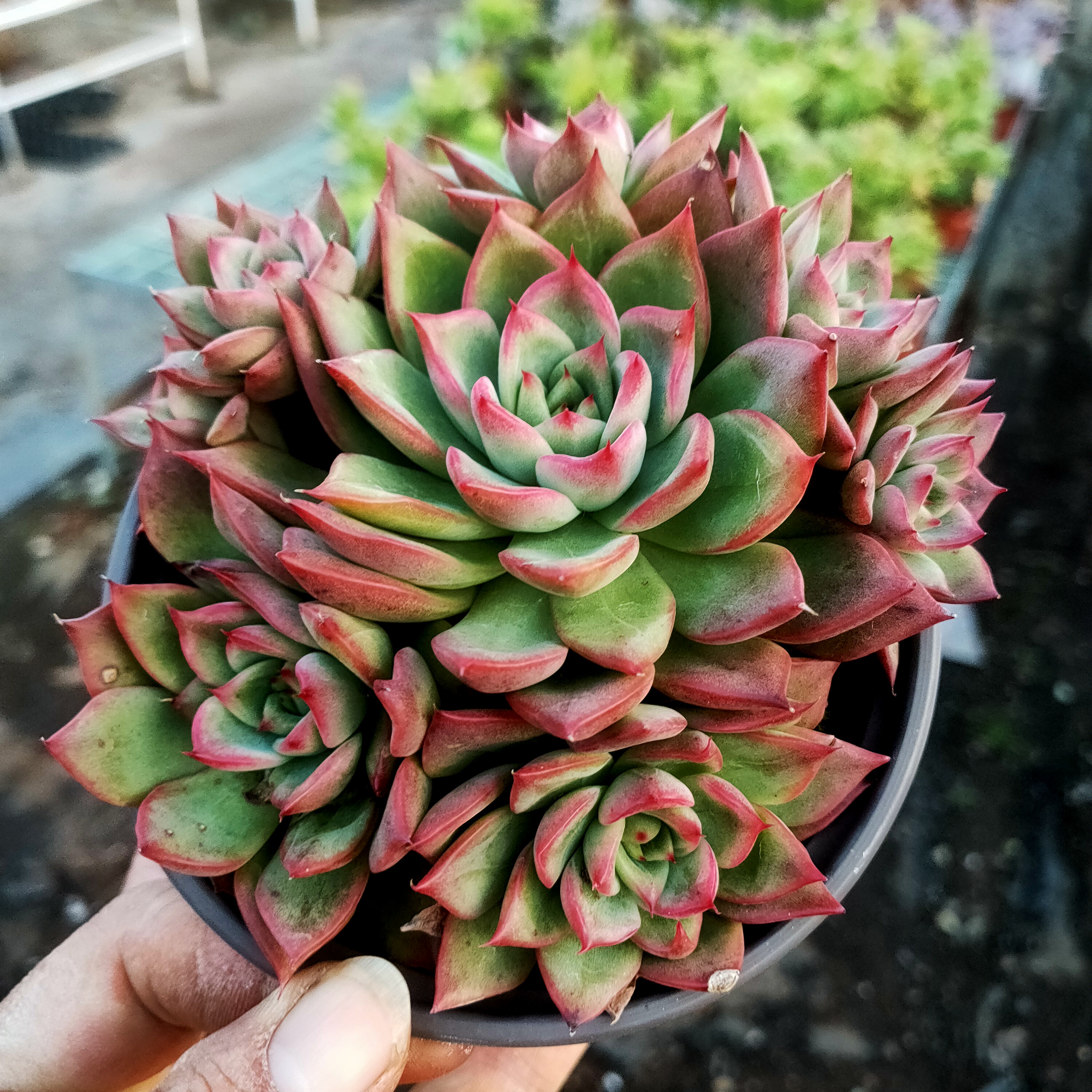 瑞安娜 满20元包邮 不带盆土发货 以直播间为准 多肉植物