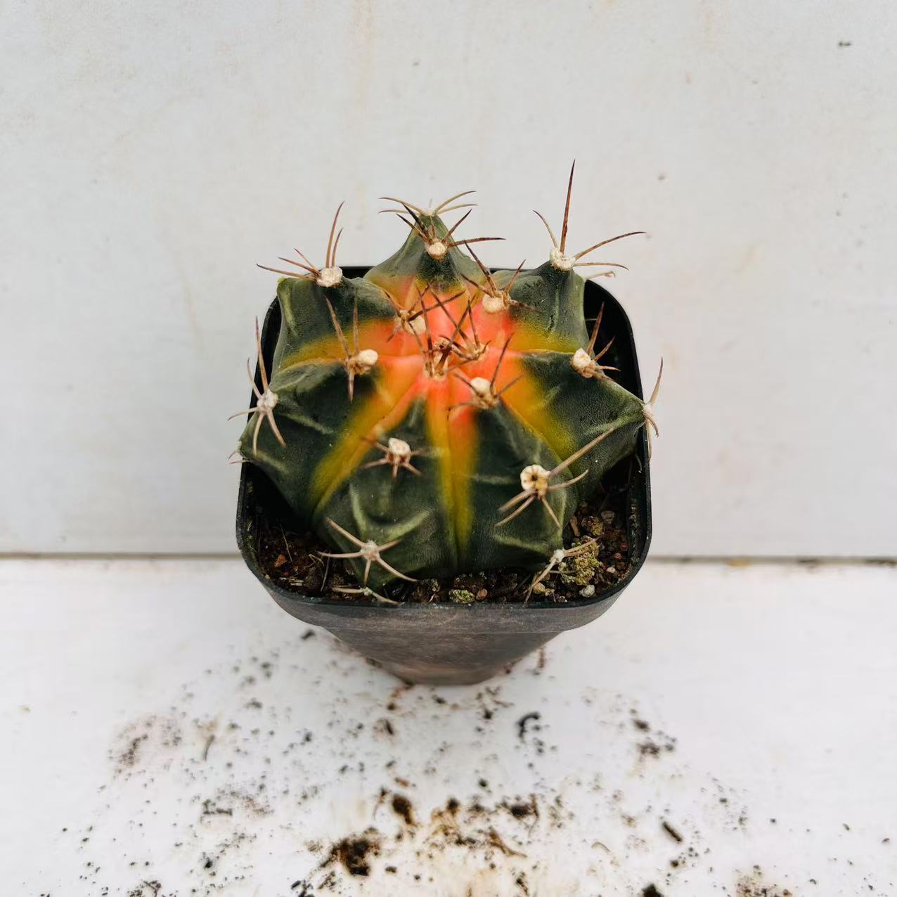 牡丹锦 满20包邮仙人球冠幅小只有4厘米脱盆土发货  多肉植物湖南