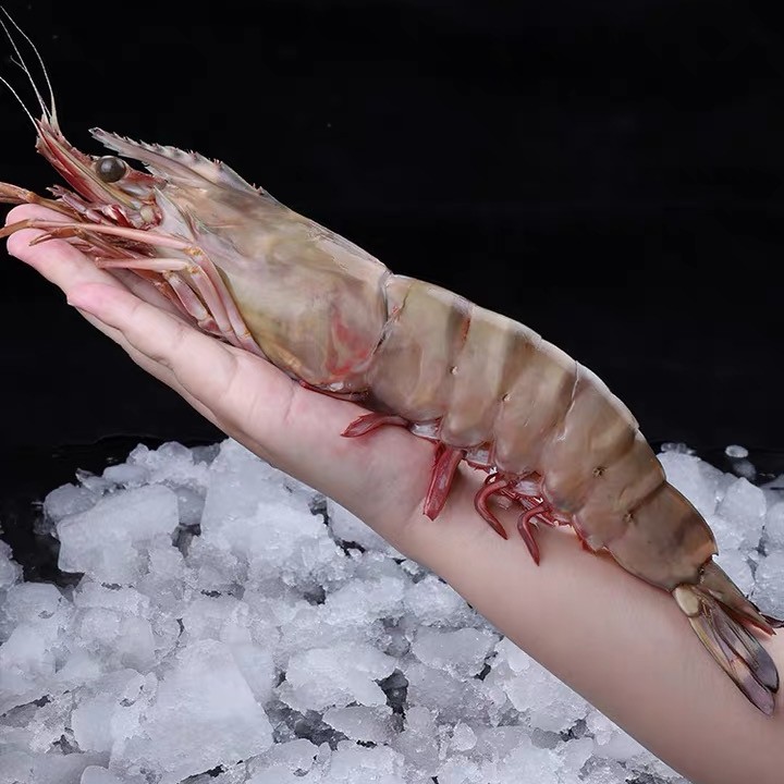 野生红爪老虎虾半斤左右一只一盒约2斤