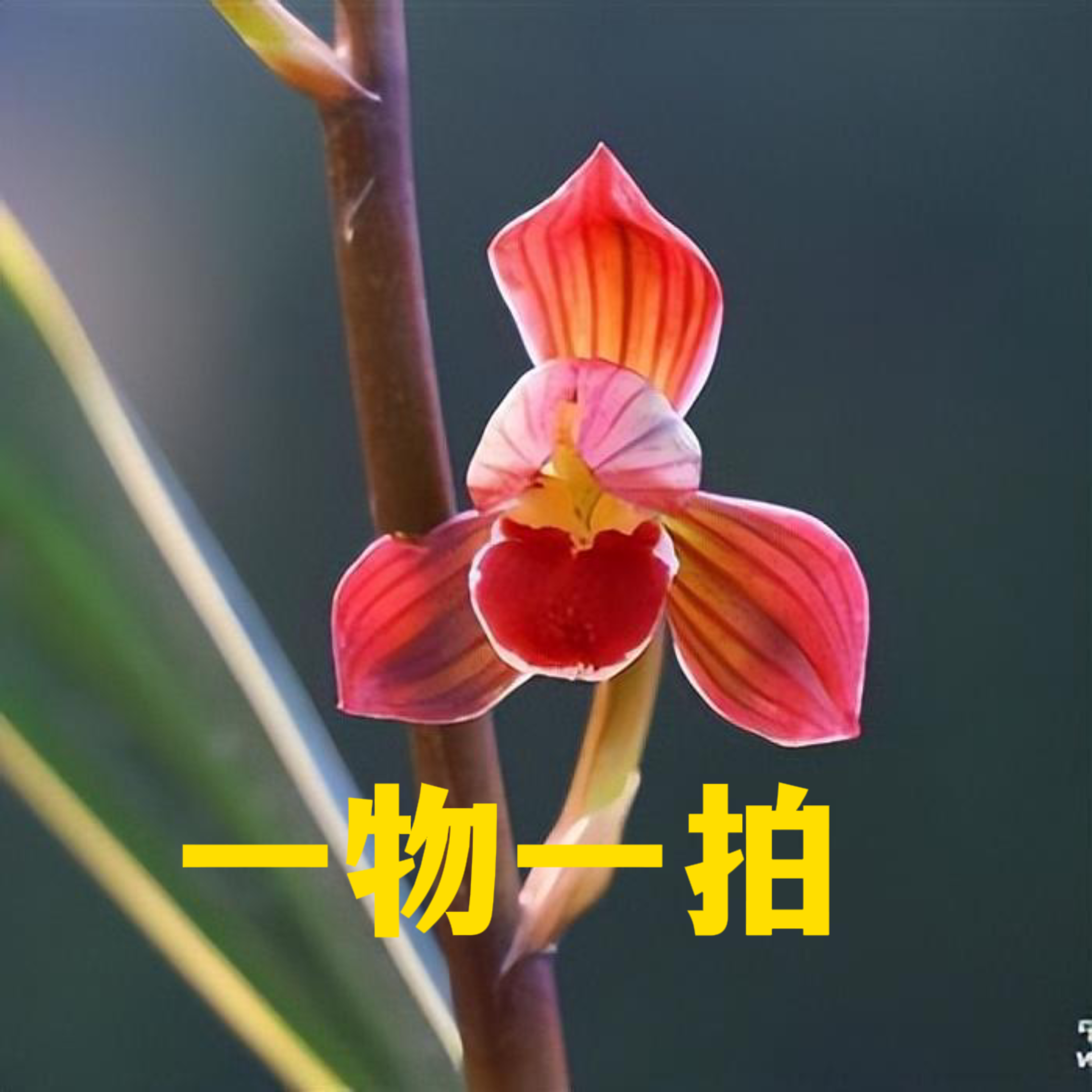 兰花直播间现场卖货一物一拍易养兰花