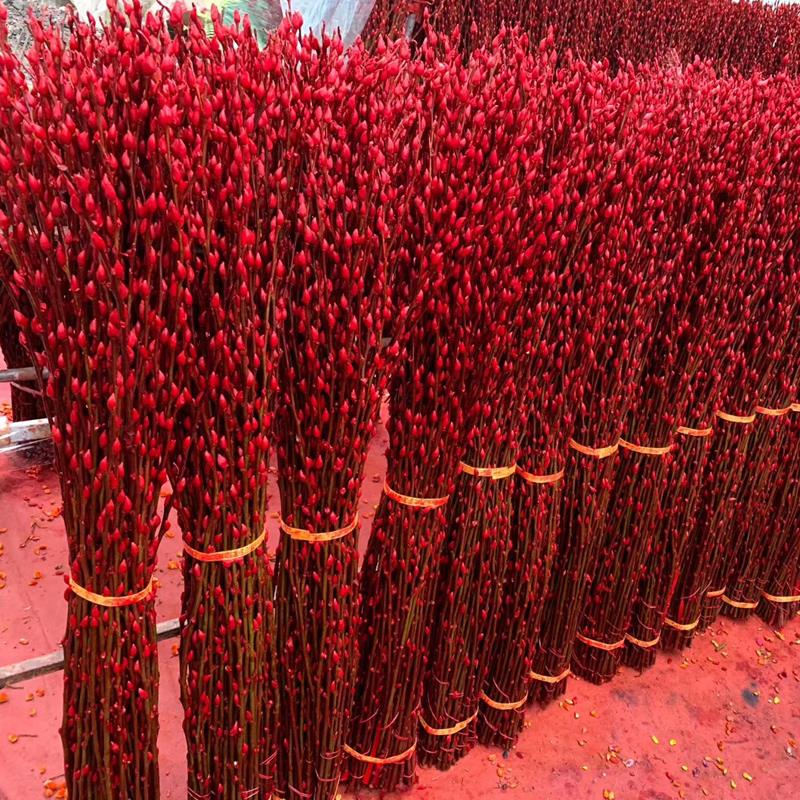 柳真花鲜枝年宵花卉红色干燥花福桶银柳水培植物雪柳客厅室内装饰