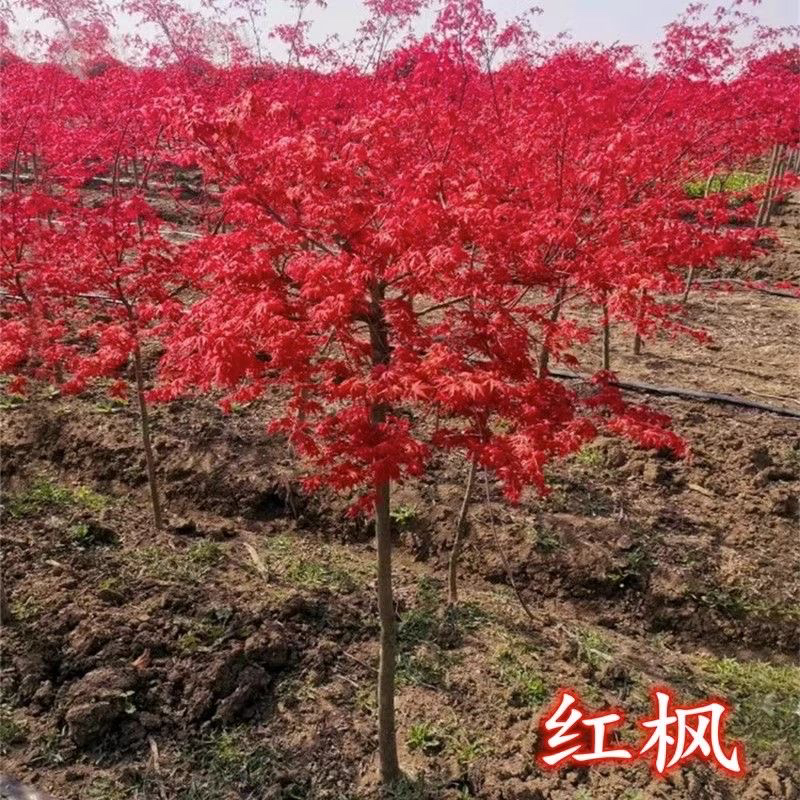 庭院景观园林绿化盆栽地栽红枫
