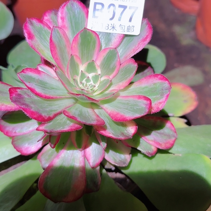 多肉法师雨荷多多