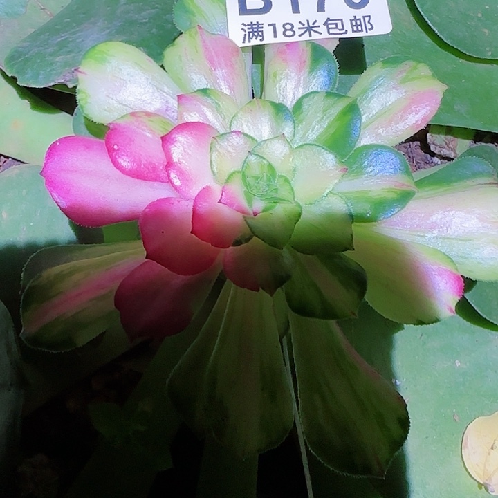 多肉法师知否朵朵