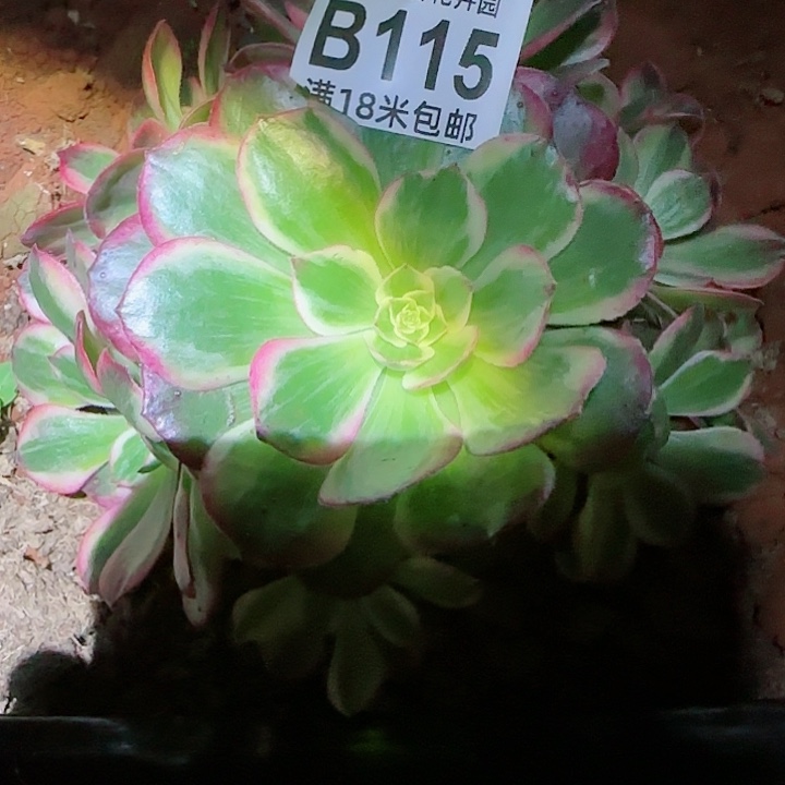 多肉法师云荷朵朵