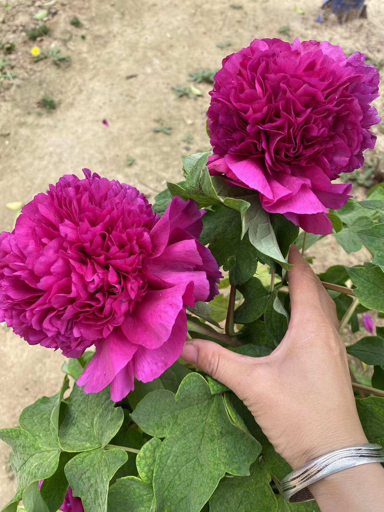 正宗洛阳牡丹首案红