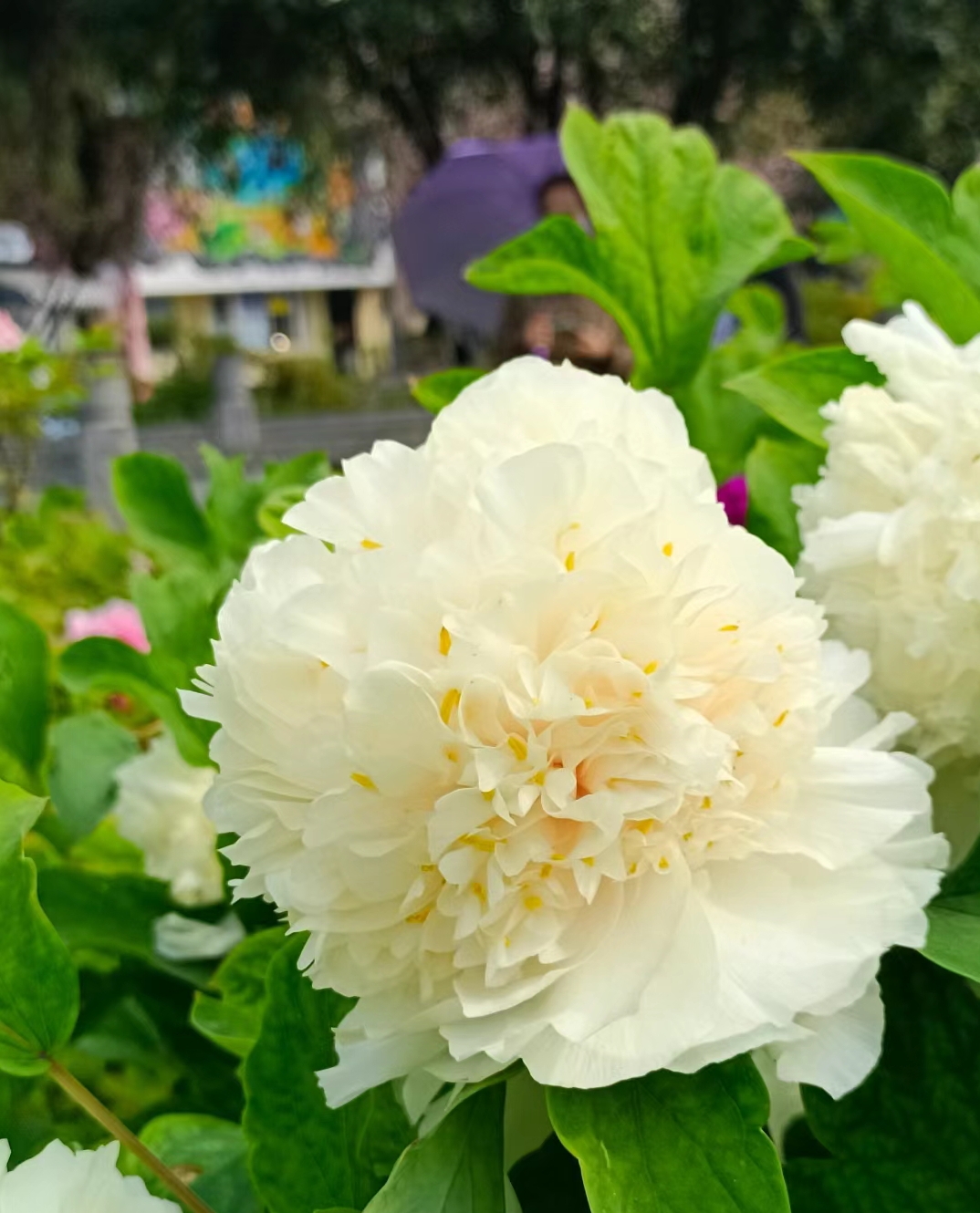 正宗洛阳牡丹四大名品之首姚黄