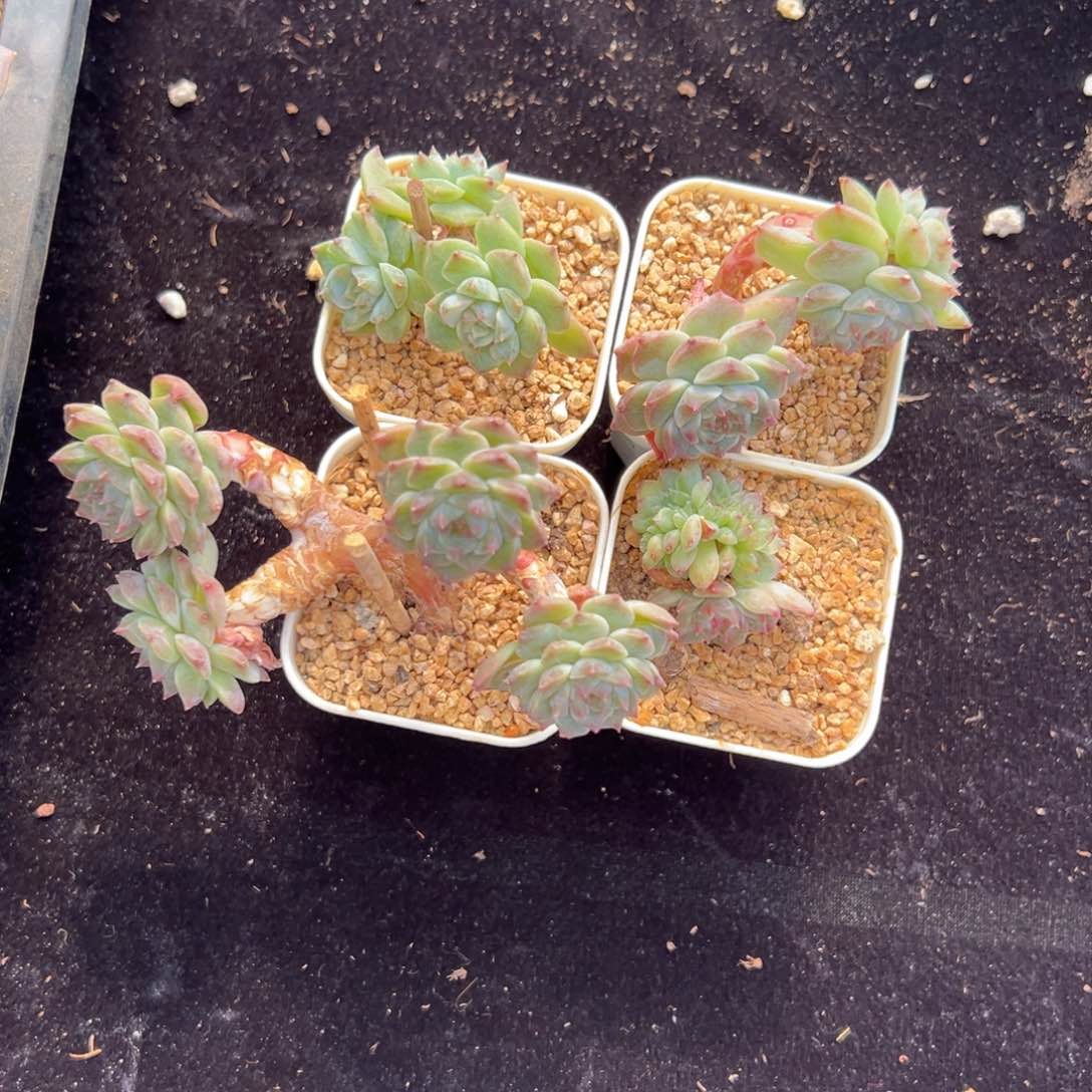 新年快乐 新年快乐 新年快乐 新年快乐