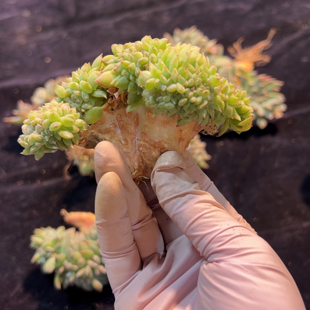新年快乐啊小可爱们88888有瑕