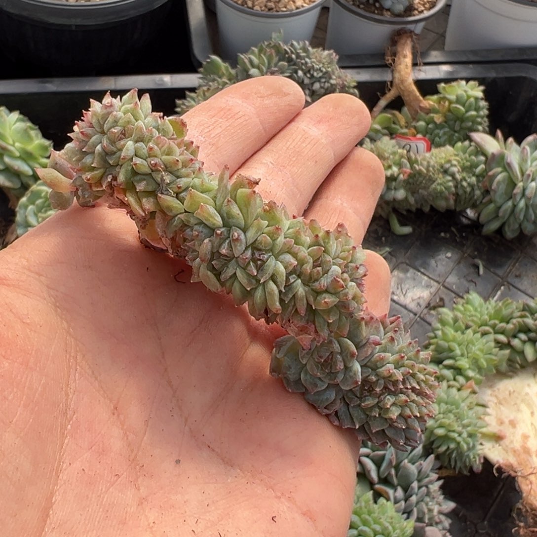 取****难新年快乐 新年快乐 新年快乐