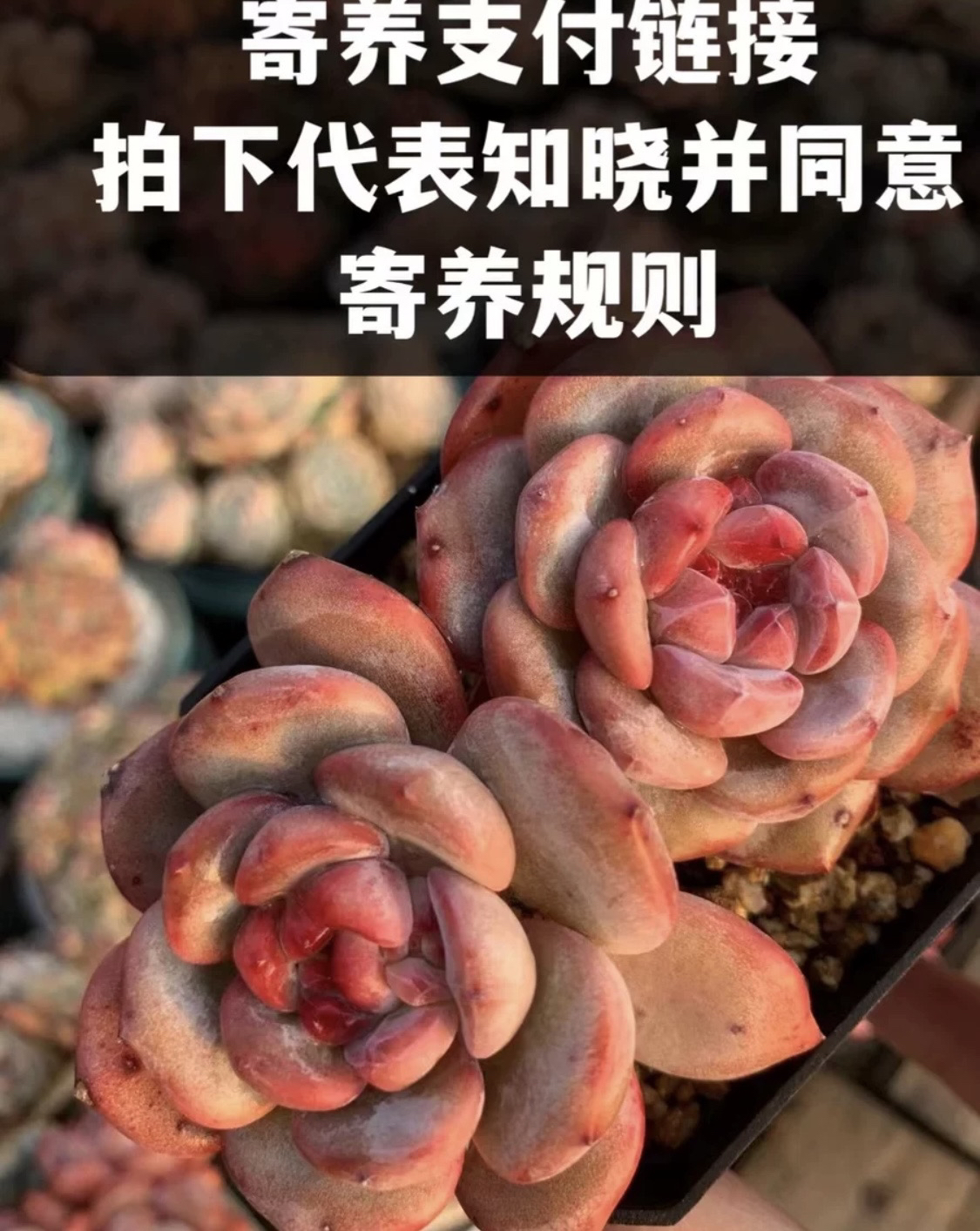 多肉寄养协定链接