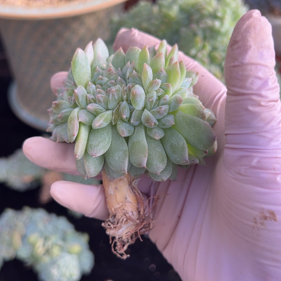 新年快乐啊88888