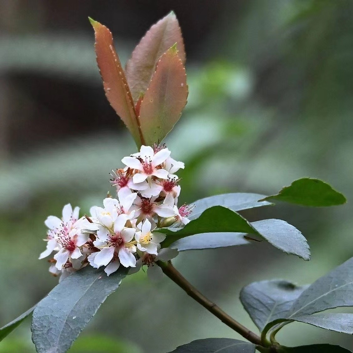 一物一拍 海岛春花、红果树、栀子花、盆景四季常青