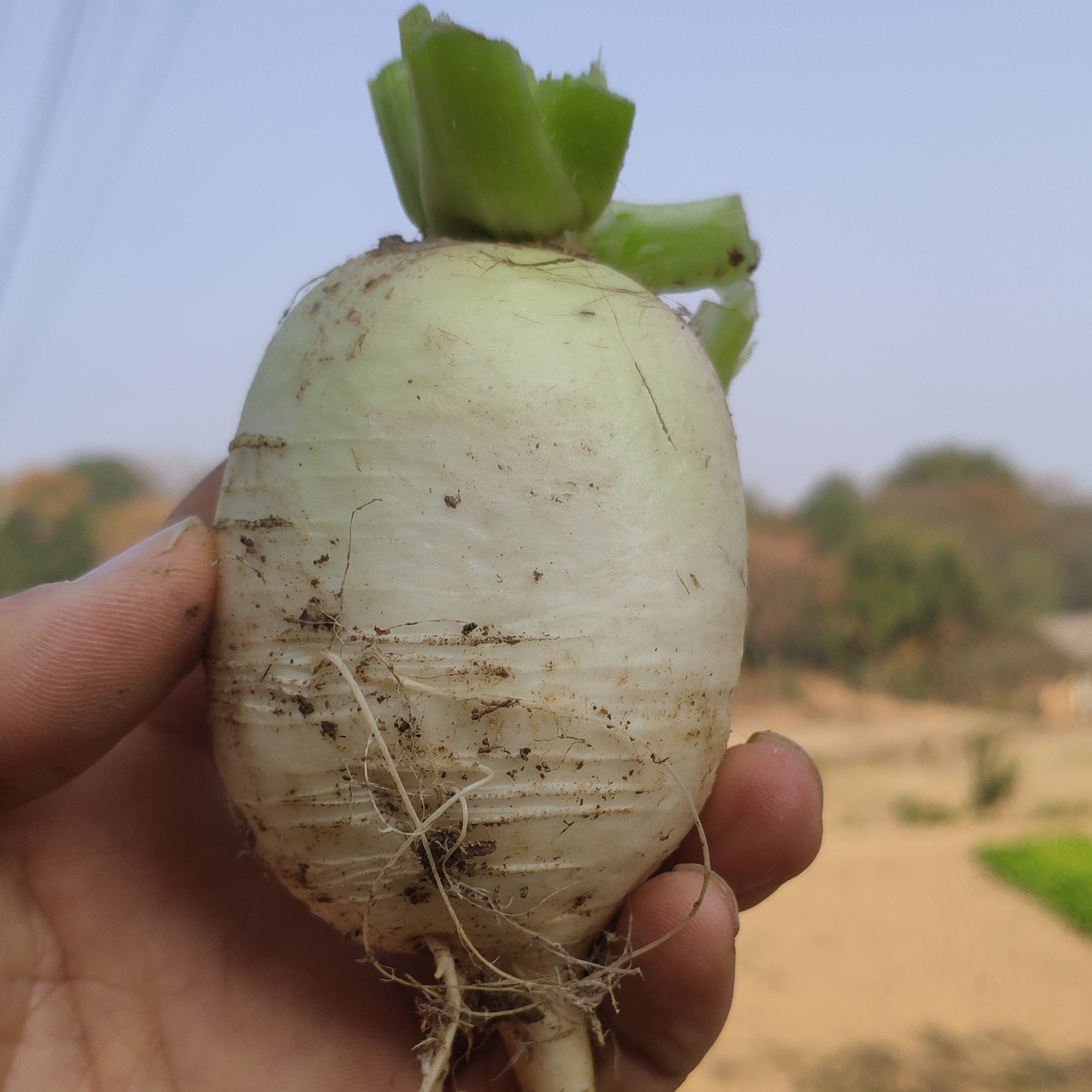 传统农家白萝卜白皮白心5斤包邮