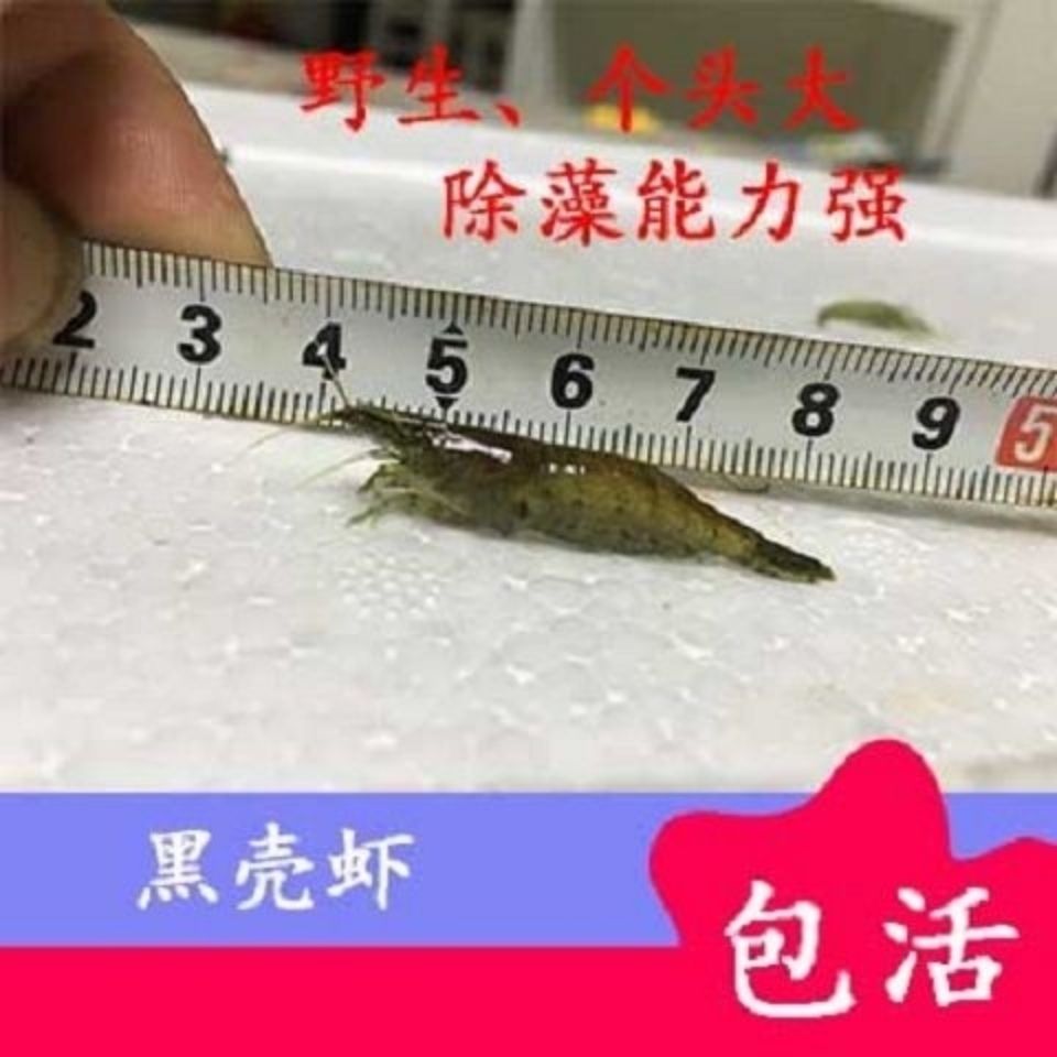 特大黑壳虾除藻观赏虾大号型工具虾垂钓虾吃藻草缸造景饲料虾