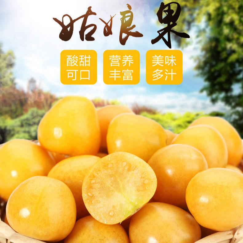 香甜姑娘果多汁东北特产菇娘果新鲜新鲜应季