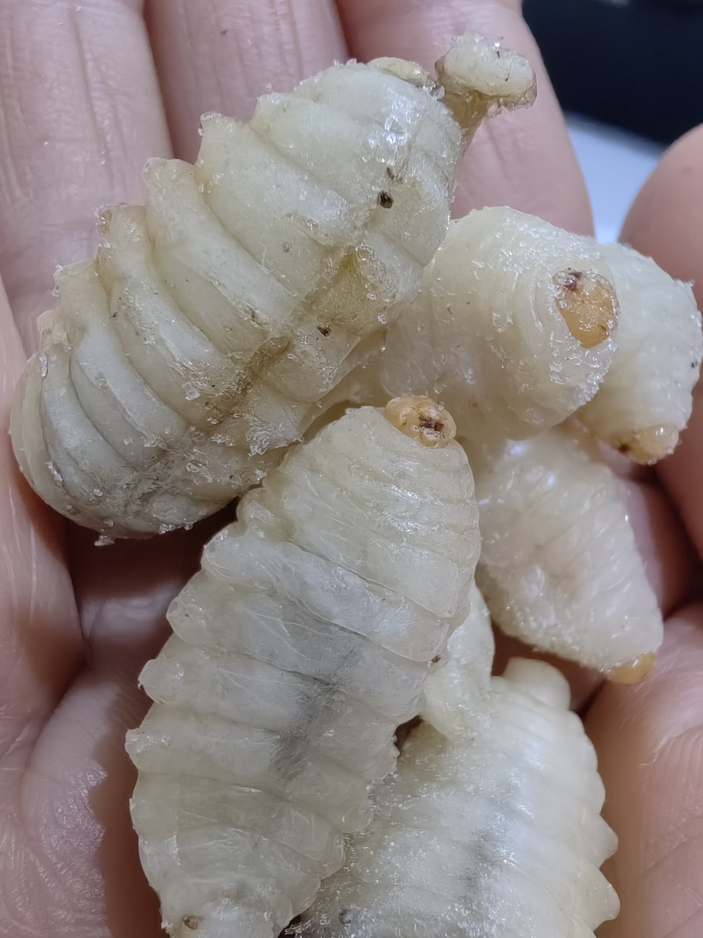 蜂蛹虎头蜂蛹马蜂蛹新鲜活体冷冻