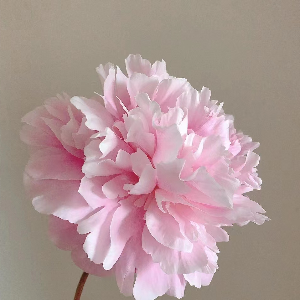 【种生粉】粉色国产观赏芍药 千层瓣芍药裸根菏泽基地直发