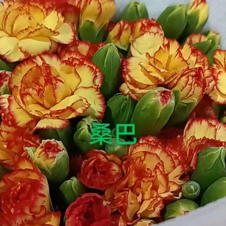 多头康卡橙色花材康乃馨鲜花宁波20支持开箱验货物流人为不售后