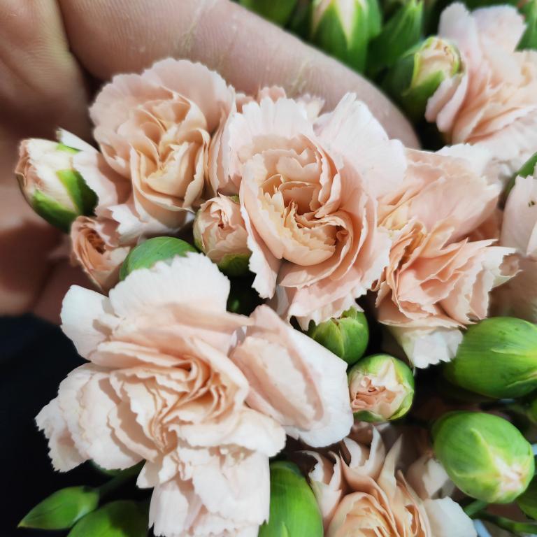 多头墨言20支支持开箱验货物流人为不售后