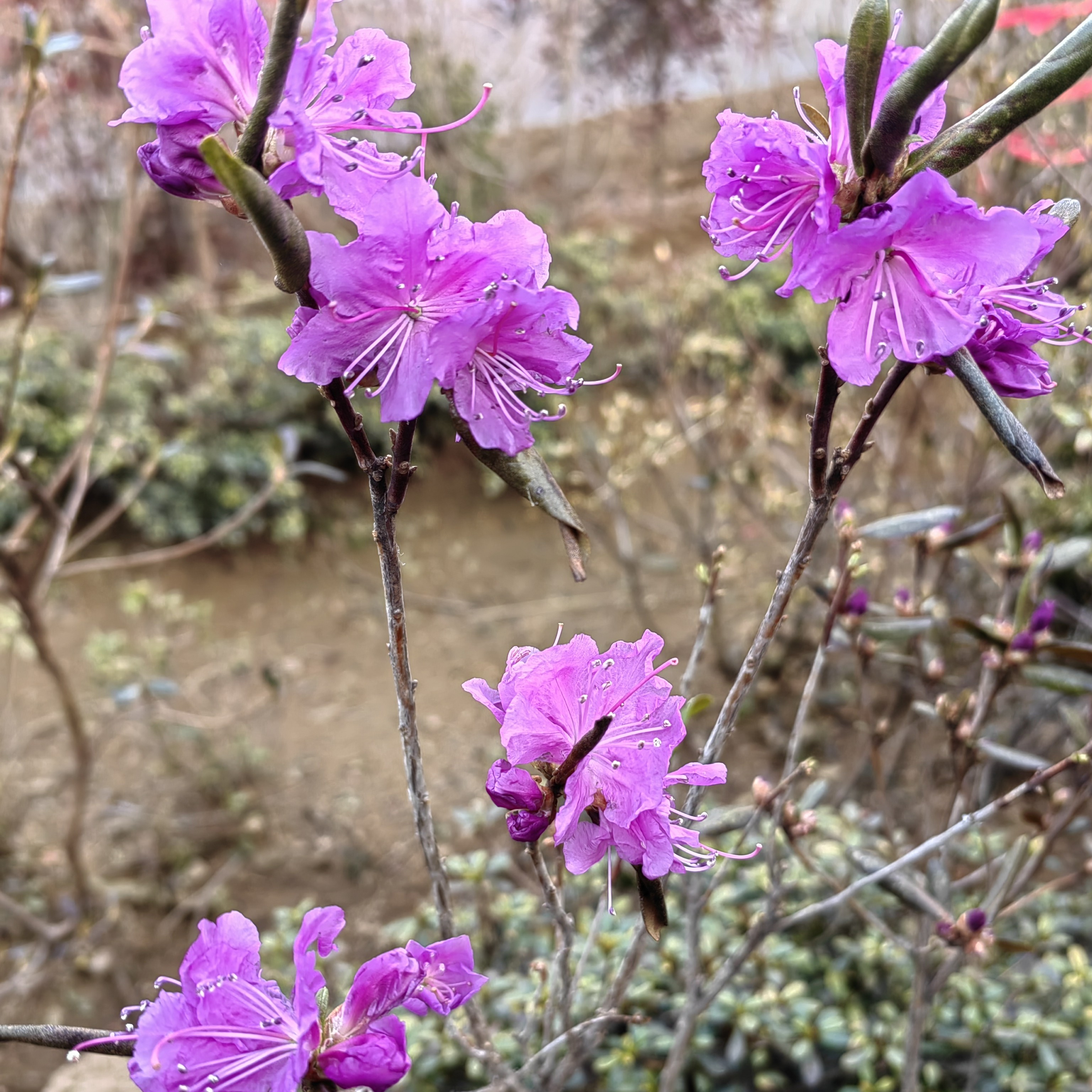 映山紫，花开艳丽，紫气东来