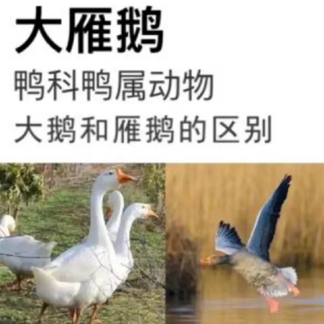 S【买一只送一只】农家散养大雁鹅 顺丰冷链 单只3.6斤左右 连云港