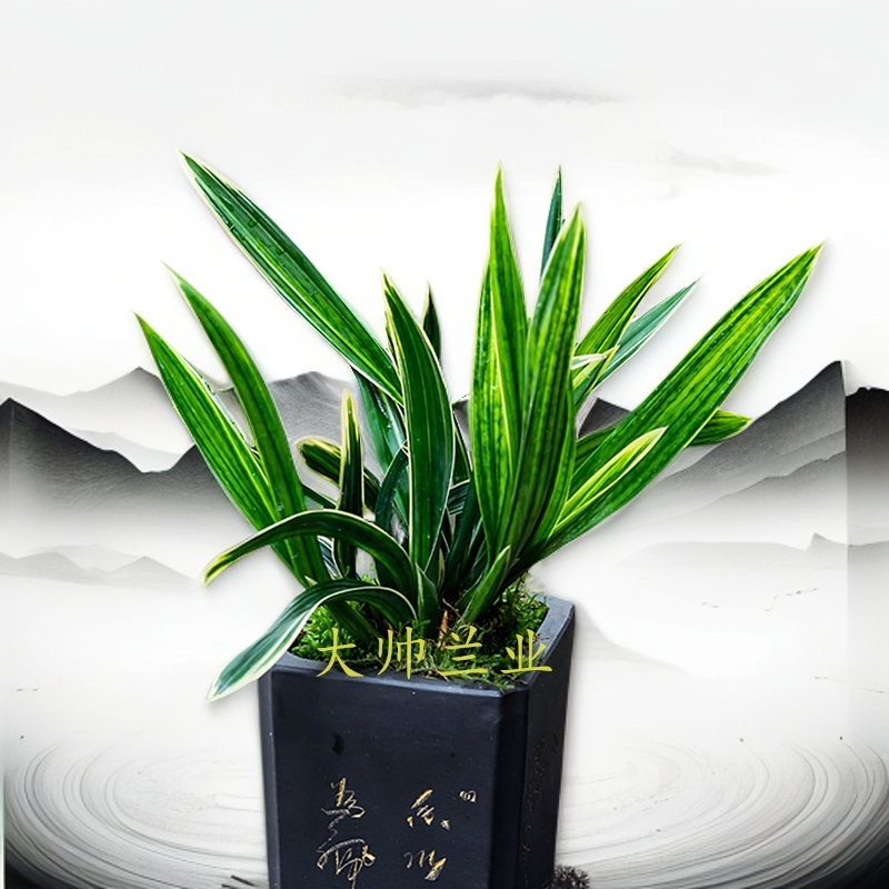 【东方红神荷】浓香型高端墨兰矮种铭品好养易活花卉绿植兰花办公室