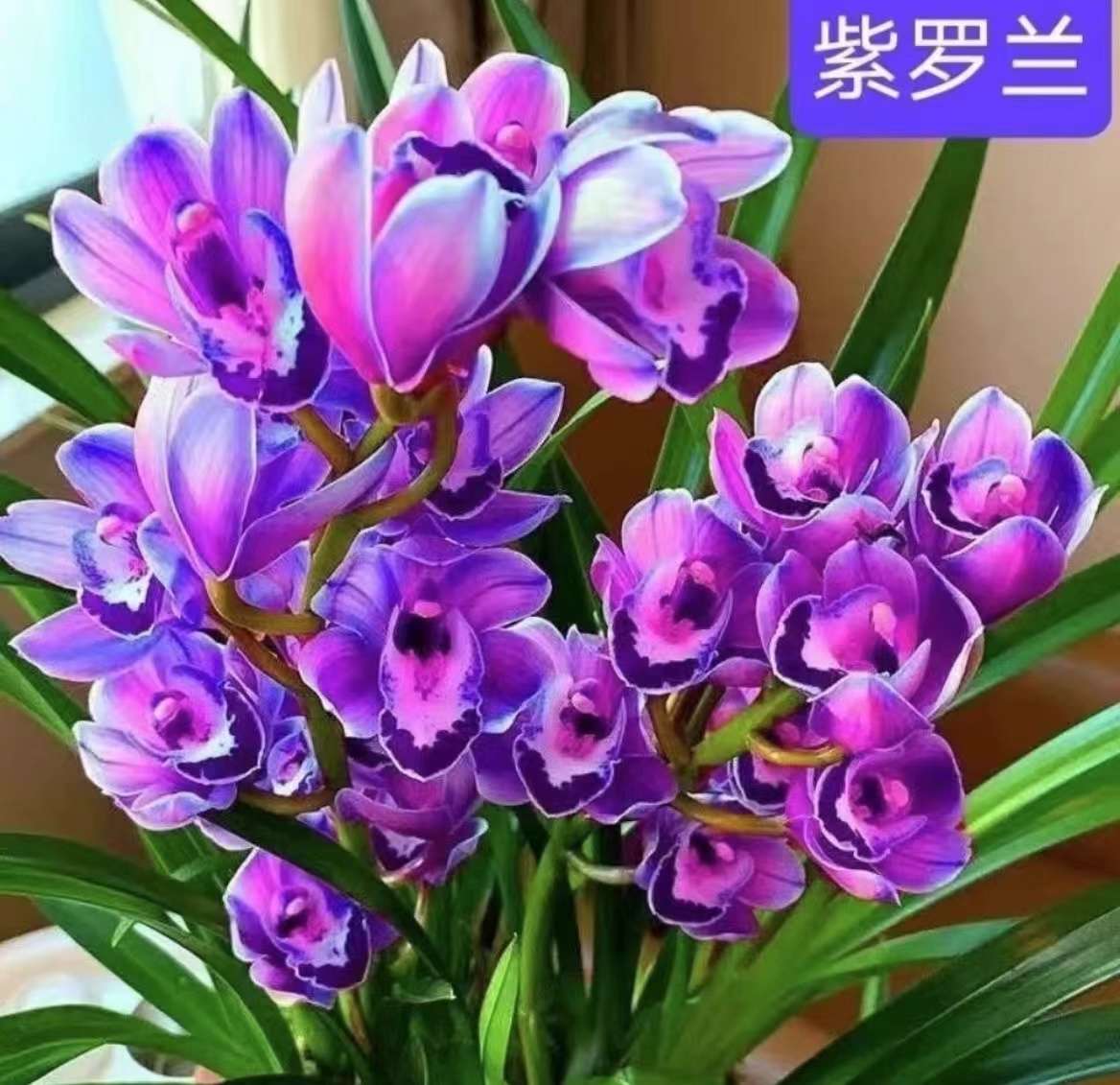 兰花（金边紫罗兰）浓香型室内外好养活花卉绿植盆栽