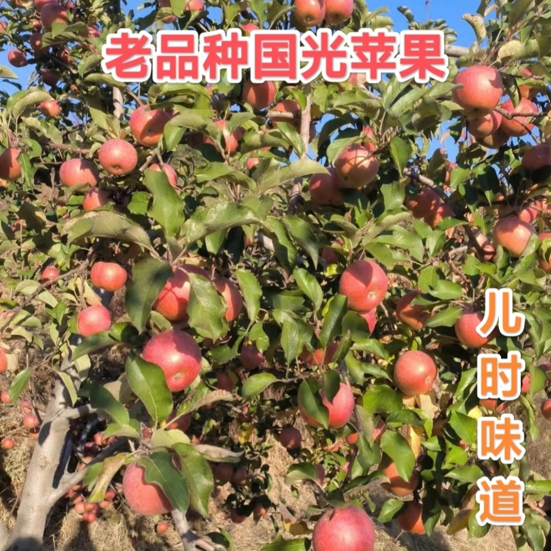 老品种国光苹果，酸甜可口，净五斤