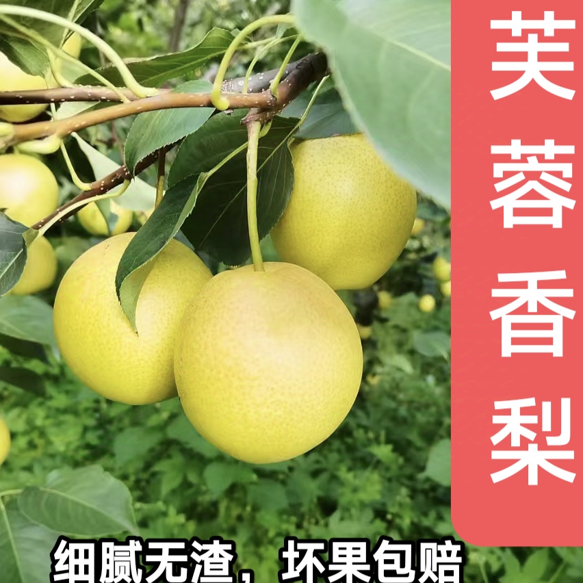 芙蓉香梨，脆甜多汁，细腻无渣，坏果包赔
