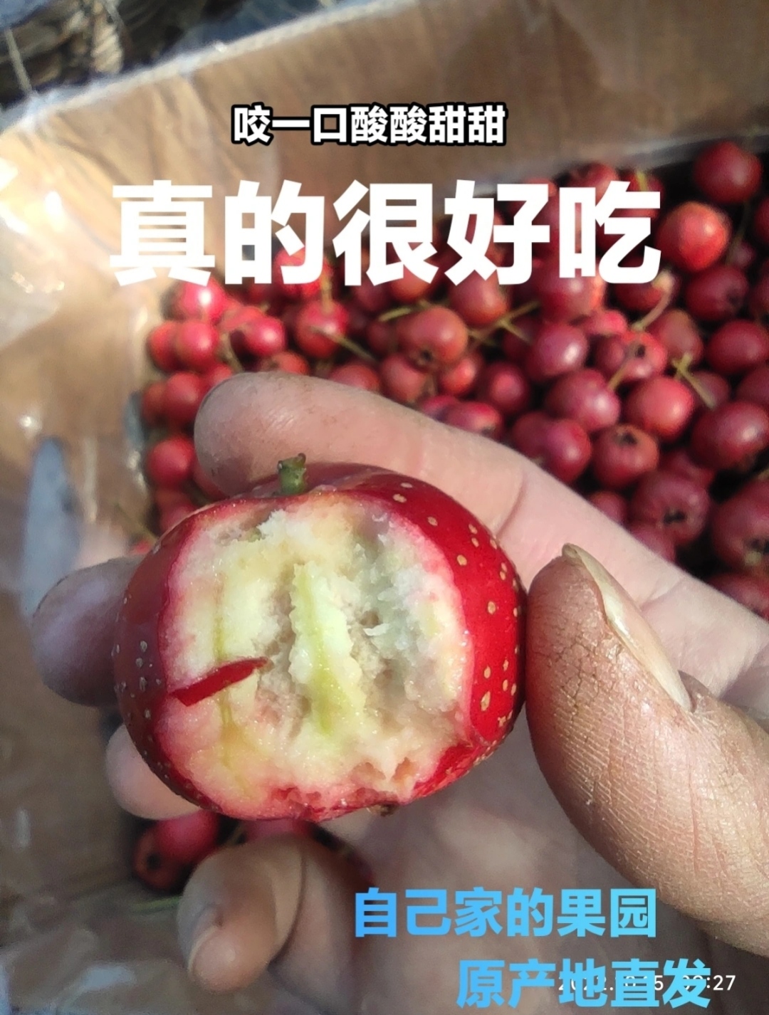 2025年新鲜山楂，酸甜可口，真的很好吃