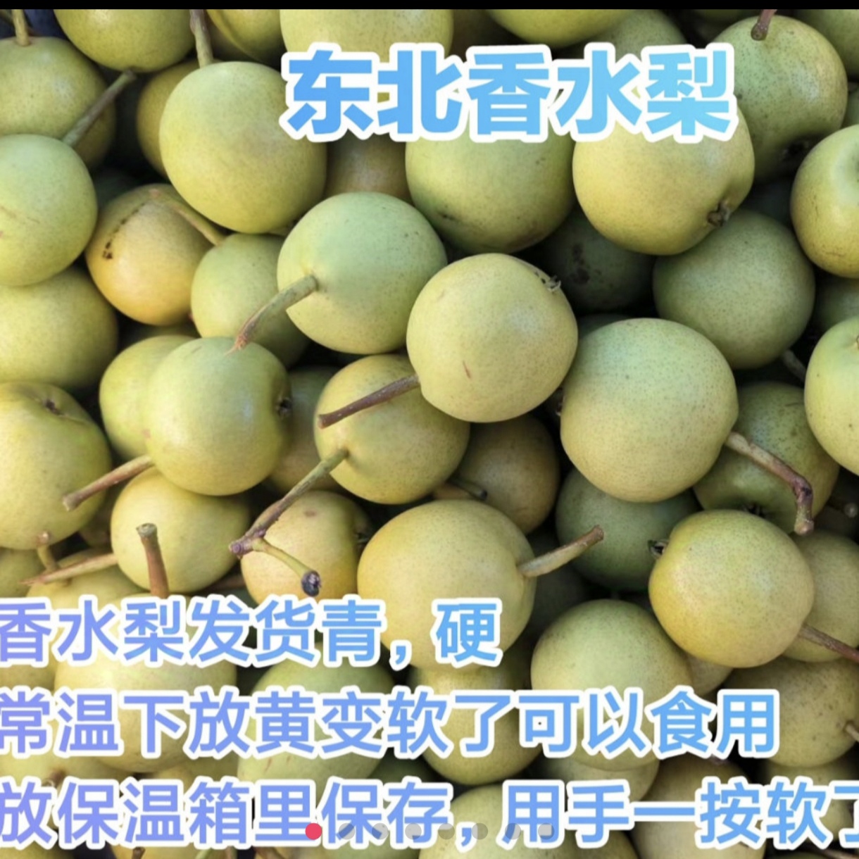 东北特产小香水梨，五斤装《小型果，慎拍》