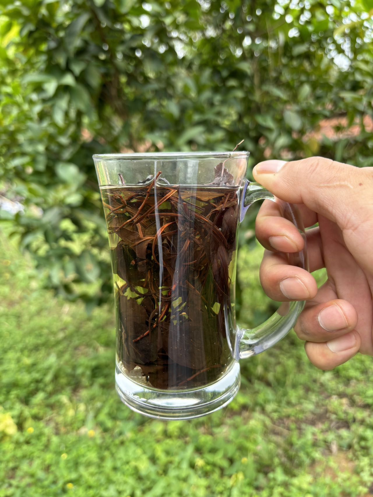 【阿鹏推荐】现收土特产-雪-莲-仙-草250克-500克-1000克食用农产品