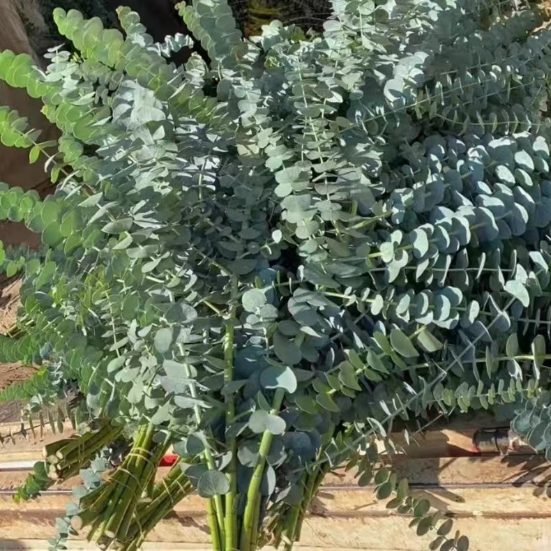 大叶多枝尤加利叶配草婚庆美观好看配草花材