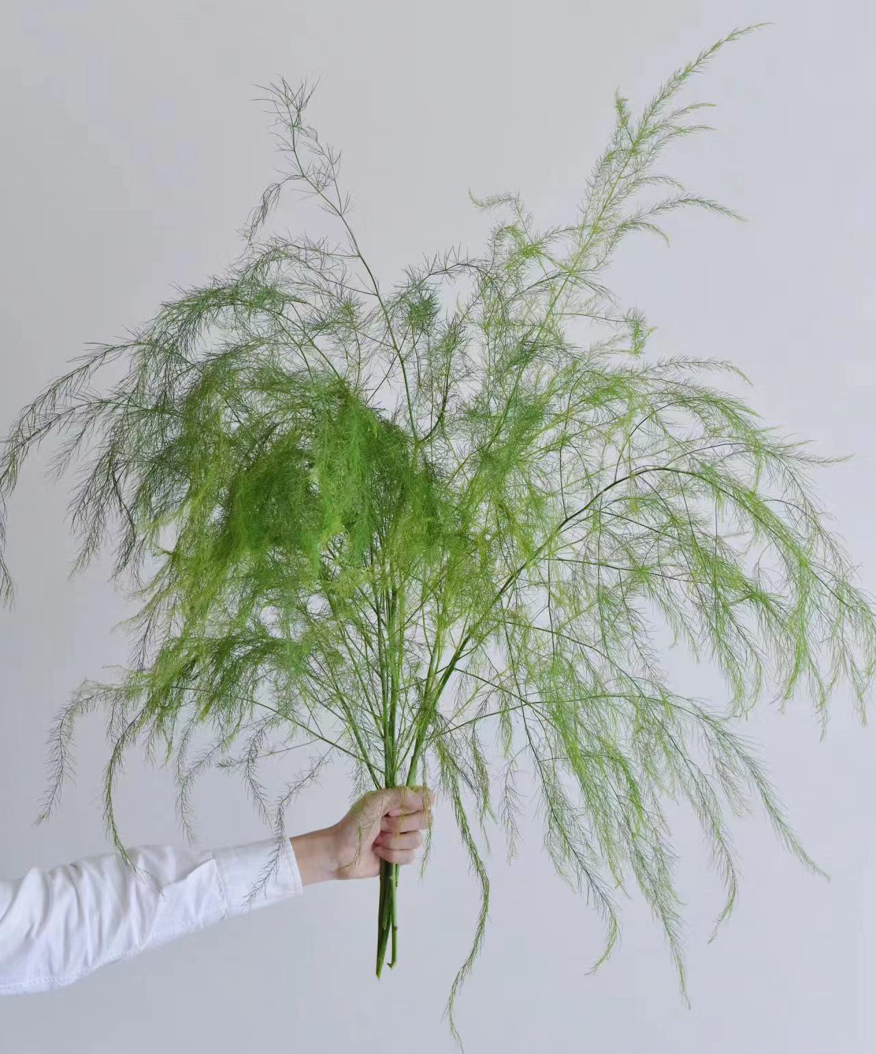 芦荀草婚庆鲜切花配草叶材花店鲜花