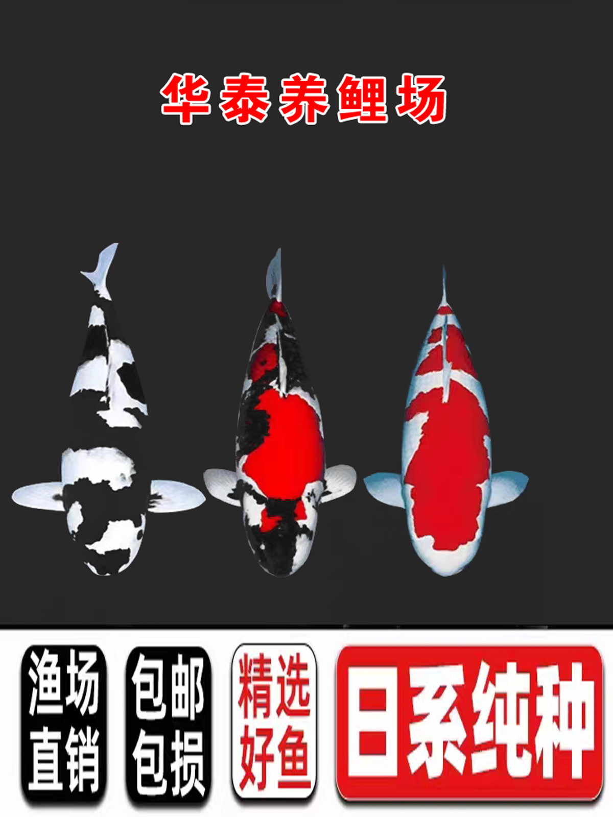 精品血统锦鲤观赏鱼红白大正昭和五色绯写白写茶鲤